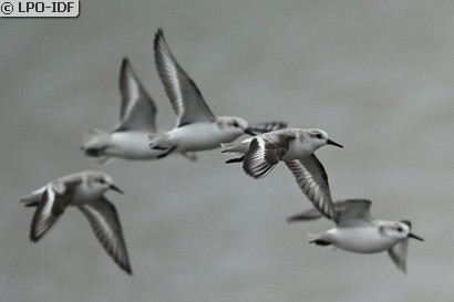 Bécasseau sanderling