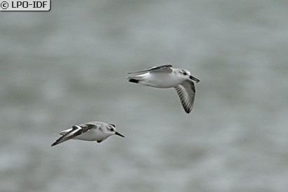 Bécasseau sanderling