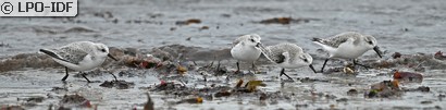 Bécasseau sanderling