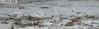Bécasseau sanderling