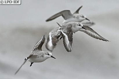 Bécasseau sanderling