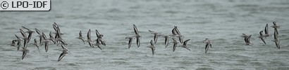 Bécasseau sanderling