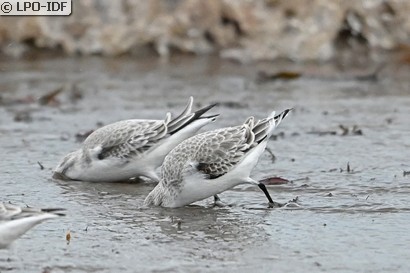 Bécasseau sanderling