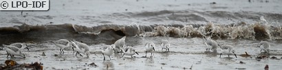 Bécasseau sanderling