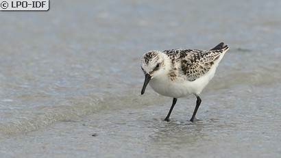 Bécasseau sanderling
