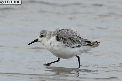 Bécasseau sanderling