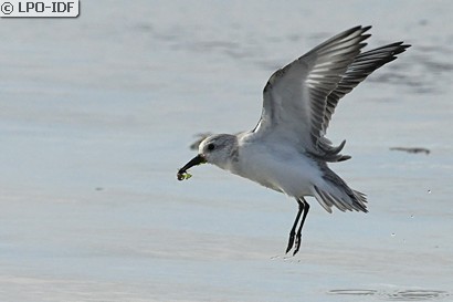 Bécasseau sanderling
