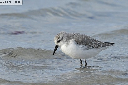 Bécasseau sanderling