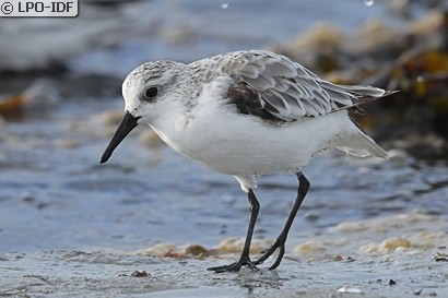 Bécasseau sanderling