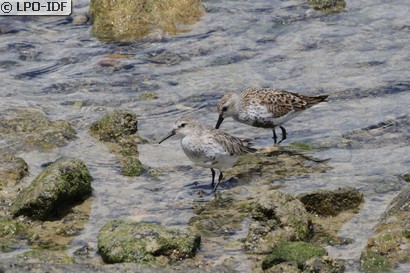 Bécasseau variable