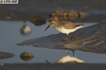 Bécasseau variable