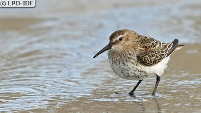 Bécasseau variable