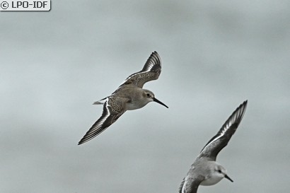 Bécasseau variable