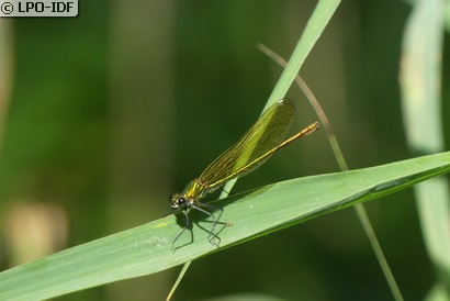 Caloptéryx éclatant
