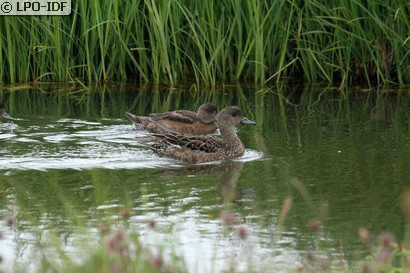 Canard siffleur