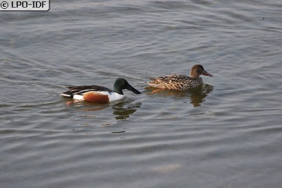 Canard souchet