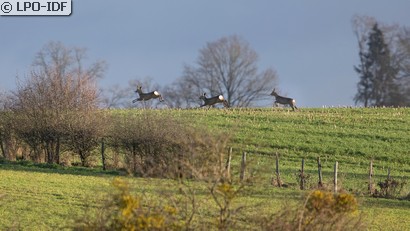 Chevreuil