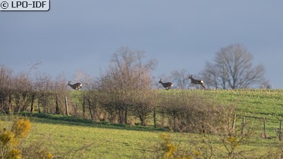 Chevreuil