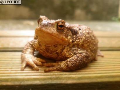 Crapaud commun