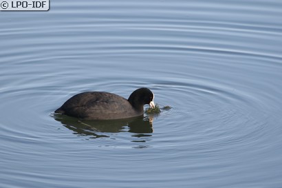 Foulque macroule