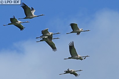 Grue cendrée