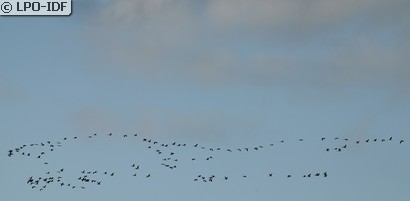 Grue cendrée