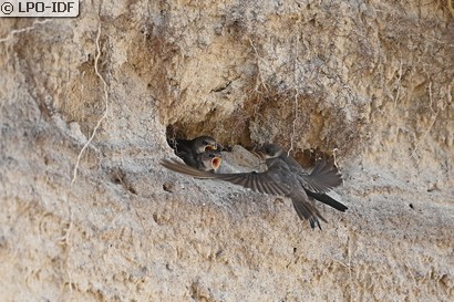Hirondelle de rivage