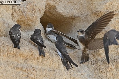 Hirondelle de rivage