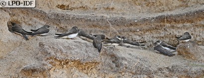 Hirondelle de rivage