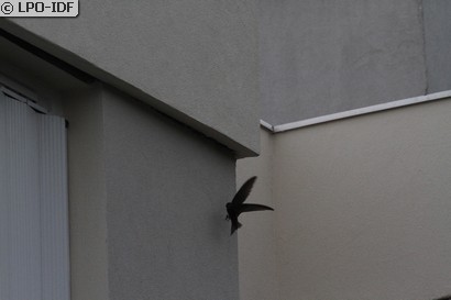 Martinet noir
