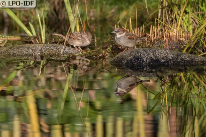 Moineau domestique