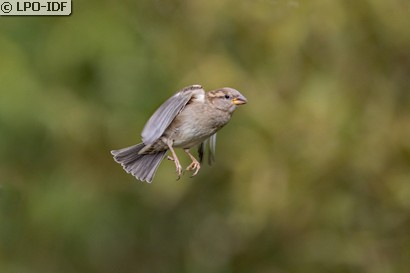Moineau domestique