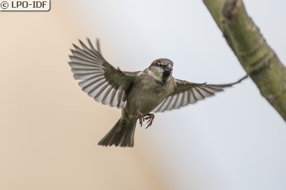 Moineau domestique