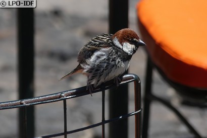 Moineau espagnol