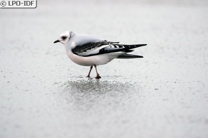 Mouette de Ross