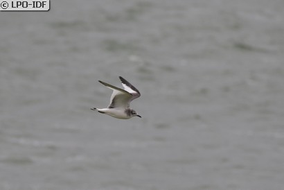 Mouette de Sabine