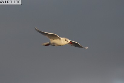 Mouette mélanocéphale