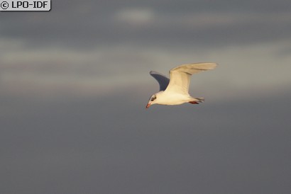 Mouette mélanocéphale