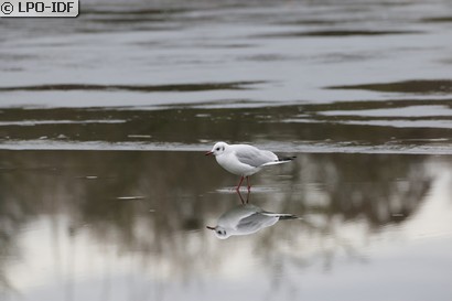 Mouette rieuse