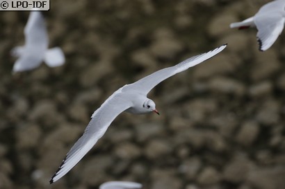 Mouette rieuse