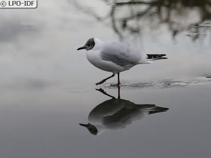 Mouette rieuse
