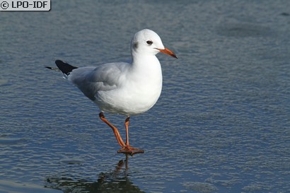 Mouette rieuse