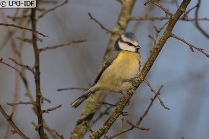 Mésange bleue