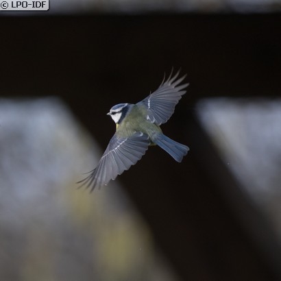 Mésange bleue