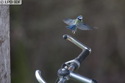 Mésange bleue