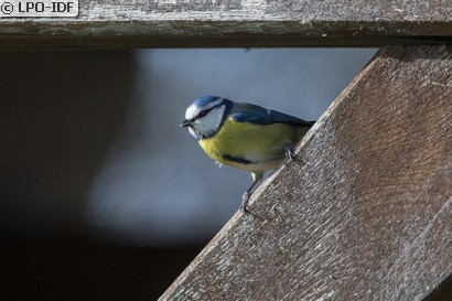 Mésange bleue