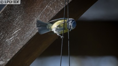 Mésange bleue
