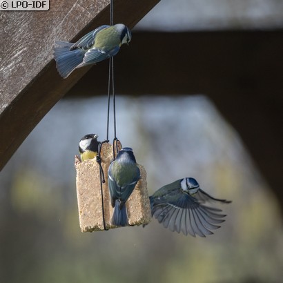 Mésange bleue