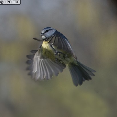 Mésange bleue