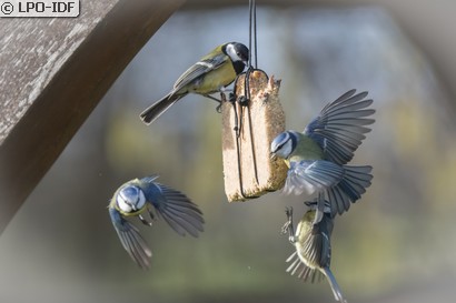Mésange bleue